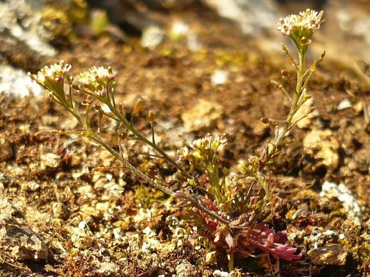 Hornungia petraea (Brassicaceae)